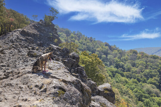  Markanter Felsen &uuml;ber weitem Waldpanorama mit einem deutschen Sch&auml;ferhund