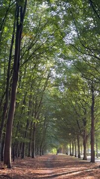QUE IMPORTANTE EL BOSQUE Y LOS ARBOLES . BOSQUES SUECOS 