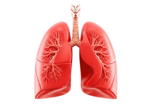 Human lungs and trachea anatomy, medical illustration of respiratory system, science and healthcare concept.