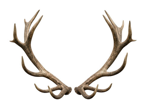 Large brown deer antlers isolated on a simple plain background