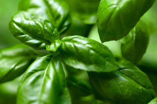 Basil plant green leaves close-up