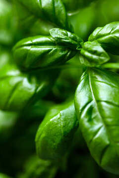 Basil plant green leaves close-up