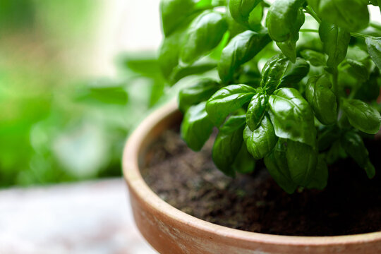 Basil plant green leaves close-up