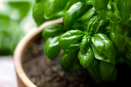 Basil plant green leaves close-up