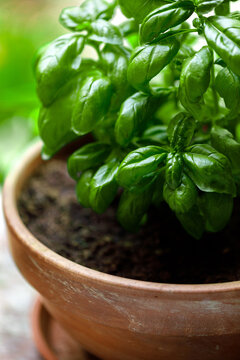 Basil plant green leaves close-up