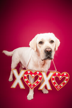 Portrait of an English cream labrador retriever dog standing in front of a red background wearing a decorative XOXO sign around its neck