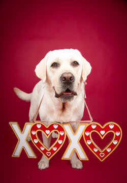 Portrait of an English cream labrador retriever dog standing in front of a red background wearing a decorative XOXO sign around its neck