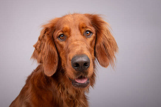 Close-up side view of a Golden Irish Setter dog sitting in front of a grey background