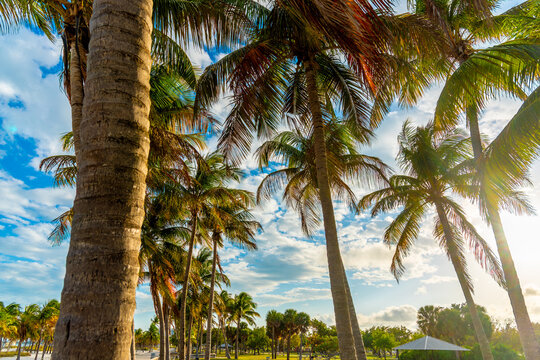 Palm trees at golden hour in Crandon Park Miami