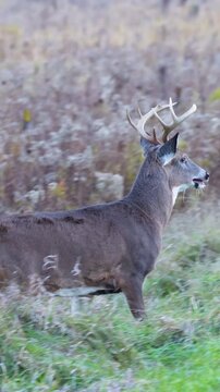 Vertical video of whitetail buck walking to roadside during rut