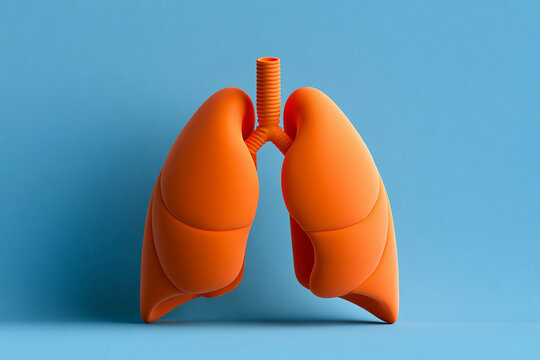 Model of lungs displayed against a light blue background for educational purposes and visual understanding of human anatomy