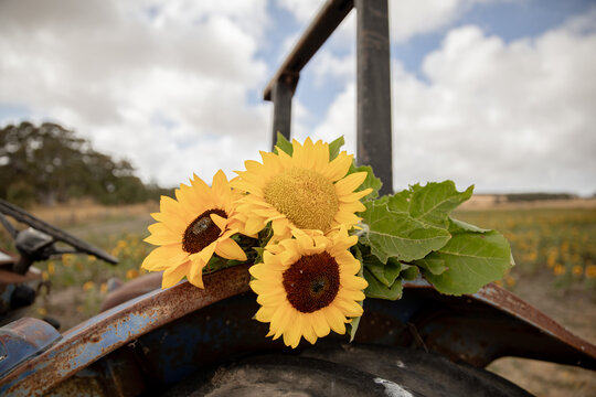 Close-up of three sunflowers on a rusty tractor in a field