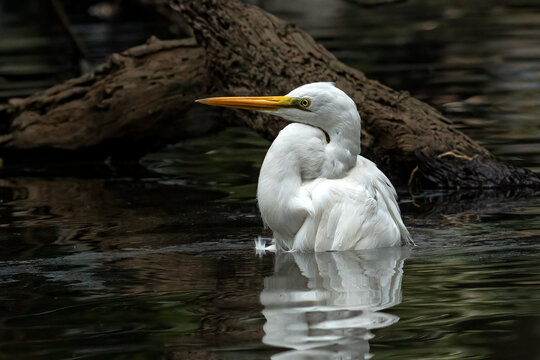 Close-up side view of a great white egret (Ardea alba) in a river, Indonesia