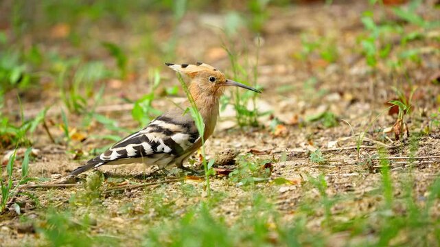 Hoopoe Bird Tossing and Catching Food on Ground in Slow Motion 4K