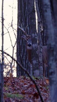 Vertical video of whitetail buck watching from autumn woods