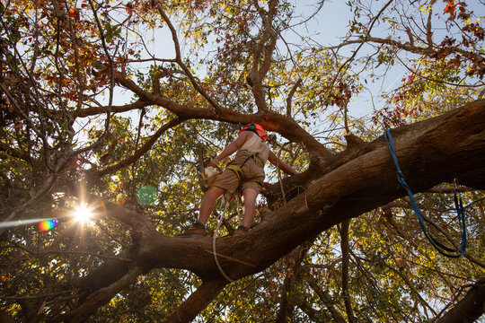 Low angle rear view of a man standing in a tree wearing a harness chopping down a branch with a chainsaw
