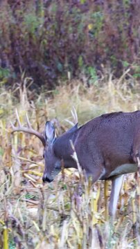 Vertical video of whitetail buck walking into autumn woods