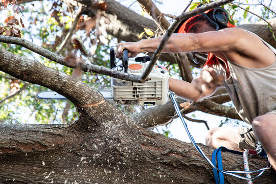 Close-up side view of a man in a tree wearing a harness chopping down a branch with a chainsaw
