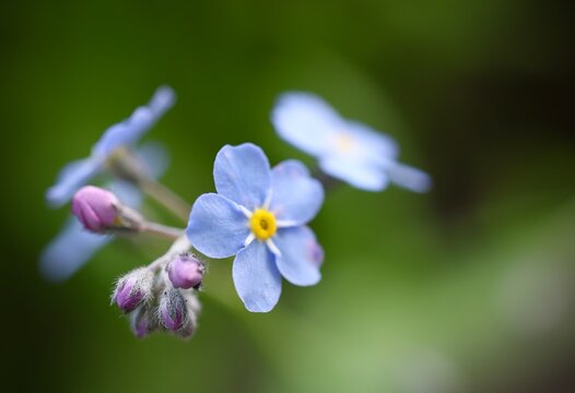Forget me not, Scorpion grasses, Myosotis