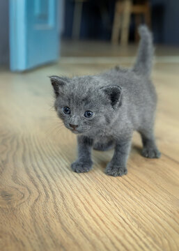 Active Russian Blue grey kitten standing with tail up on wooden floor background