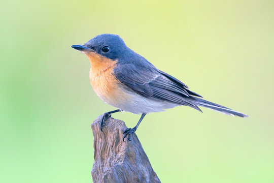 Close-up side view of a wild female leaden flycatcher (Myiagra rubecula) perched on a wood stump with blurred green background, Australia