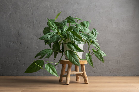 Cozy home interior mockup with Epipremnum Cebu Blue houseplant on wooden stool