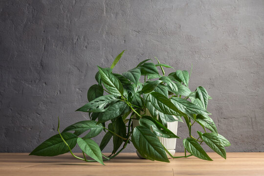 Cozy home interior mockup with Epipremnum Cebu Blue houseplant on wooden stool