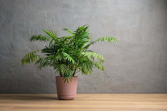 Chamaedorea elegans parlor palm houseplant in pink pot on wooden floor interior background