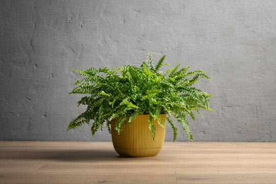 Minimalist room interior background with Boston fern houseplant in yellow pot