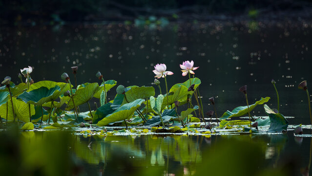 Blooming pink lotus flowers with green leaves reflected in calm pond water
