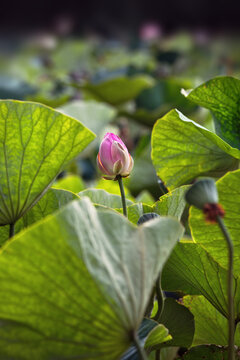 Pink lotus flower bud blooming among large green leaves in summer pond