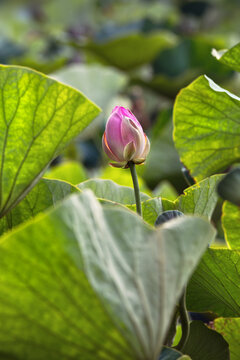 Pink lotus flower bud blooming among large green leaves in summer pond