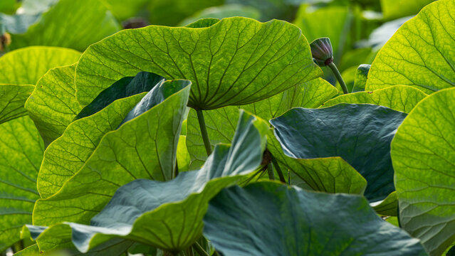 Lush green lotus leaves with natural veins texture in summer pond
