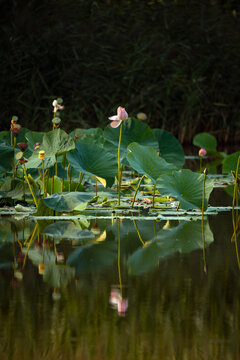 Blooming pink lotus flowers with green leaves reflected in calm pond water