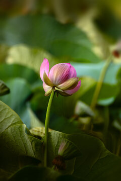 Beautiful pink lotus flower blooming among green leaves in summer pond