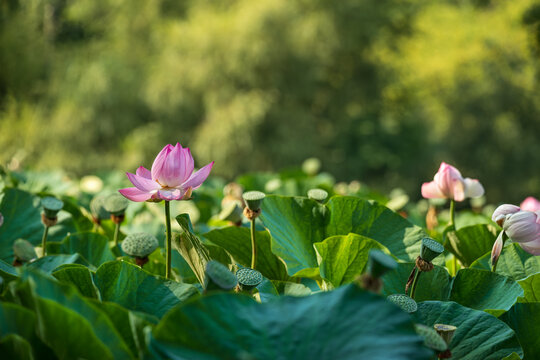 Blooming pink lotus flower in pond with green leaves background