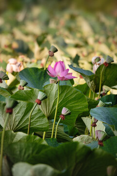 Beautiful pink lotus flower blooming among green leaves in summer pond