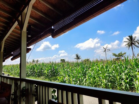 View from a traditional wooden verandah of tall corn plants and palm trees growing in a corn field, Indonesia