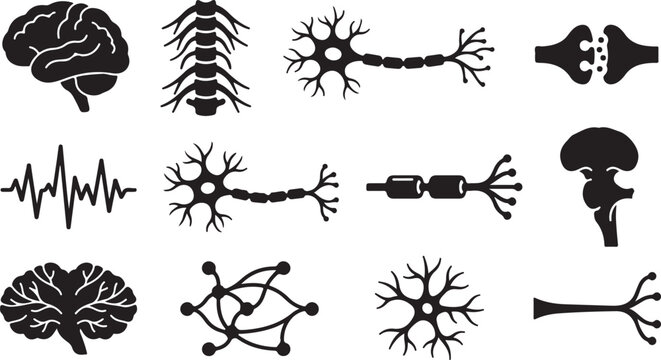 Set of human anatomy featuring brains spinal cord neurons synapses and heartbeat waveforms in black silhouette