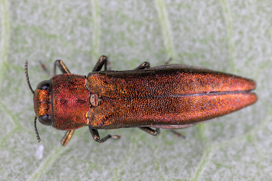 Beech splendour beetle (Agrilus viridis).