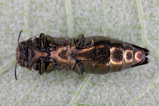 Beech splendour beetle (Agrilus viridis).