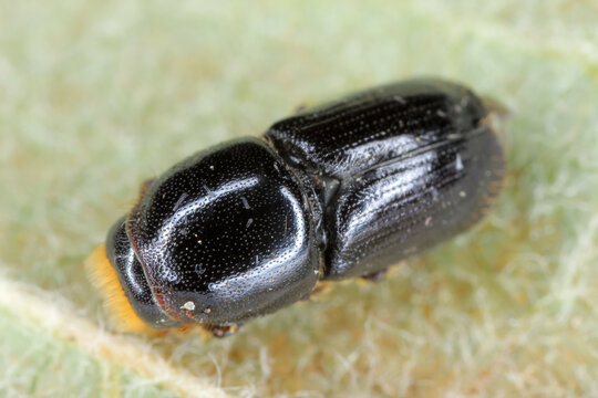 Birch Bark Beetle (Scolytus ratzeburgii). One of the largest bark beetles in Europe.