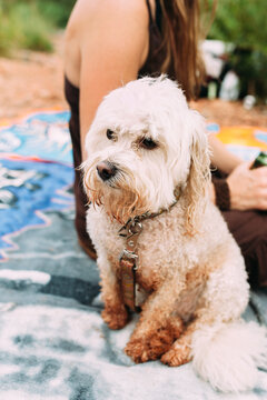 Dog sitting on the beach