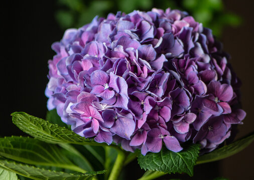 Close-up of a vibrant purple and violet Hydrangea macrophylla flower cluster with dark green leaves on the left side and black background