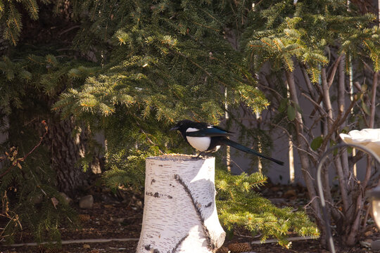 A Magpie in the Sunlight