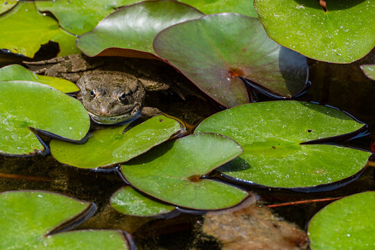 Close-up of a Frog sitting amongst Water lilies in a pond on a summer day, Belarus