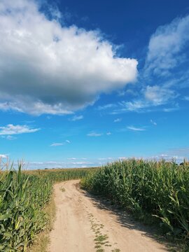 Dirt road winding through a green corn field under a partly cloudy blue sky on a summer day, Belarus