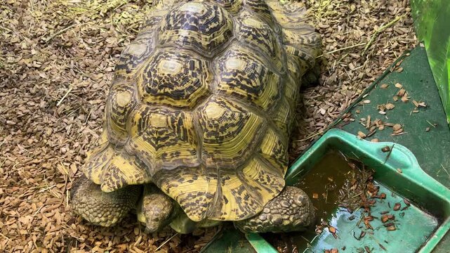 Leopard tortoise resting in an enclosure, Stigmochelys pardalis, patterned shell, African reptile, zoo wildlife, animal observation.