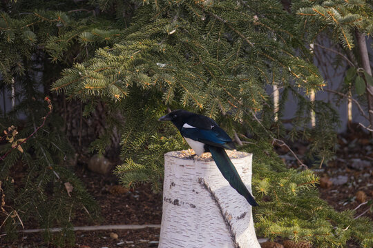 A Magpie in the Sunlight