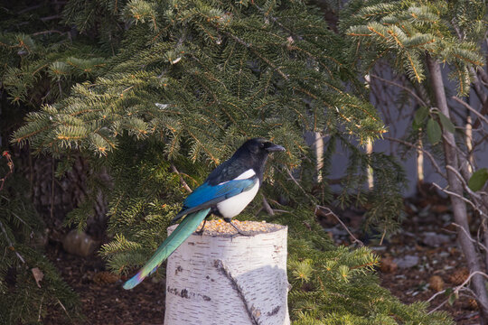 A Magpie in the Sunlight